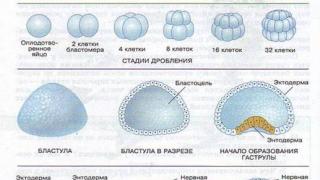 Постэмбриональный период