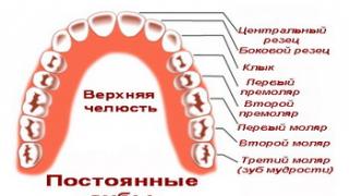 Зубы у детей: порядок прорезывания, сроки прорезывания зубов