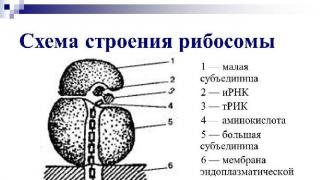 Рибосомы свойства и функции